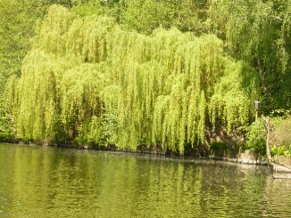 Berlin Spandau, Tour ca. 3 Stunden ab Boots vermietung durch Grimnitzsee, Stlpchensee, Klein Venedig; Bild 27-1